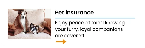 pet-card